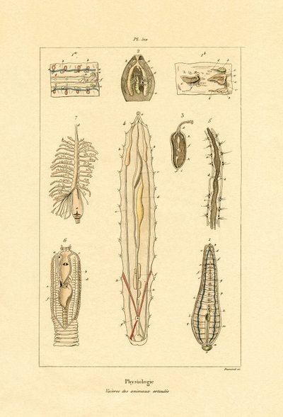 肠子，1833-39 作者 法语学校